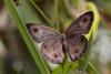 357970 – Photo : Lionel Casset – Madagascar