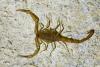 357706 – Photo : Lionel Casset – Madagascar