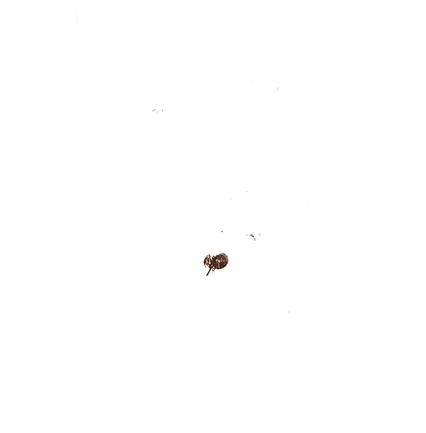 Anonyme - Inconnu inconnu - réf. 357150 (1473 x 1500 pixels, 38 ko)