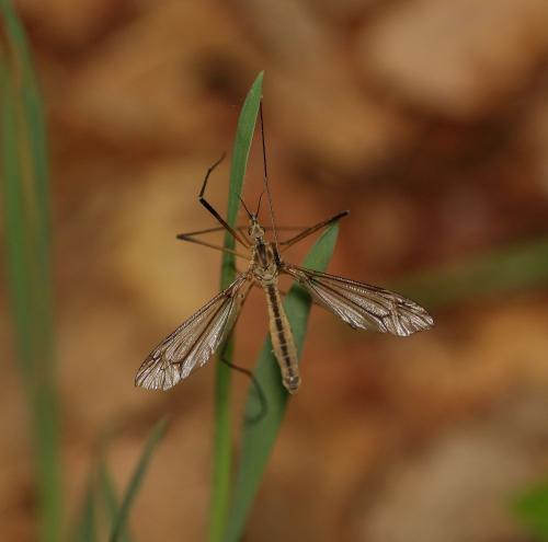 Réf. 358 840 : Tipula vernalis