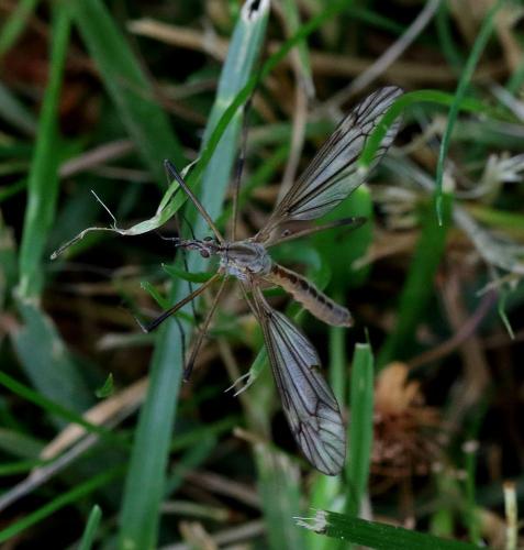 Réf. 358 890 : Tipula vernalis