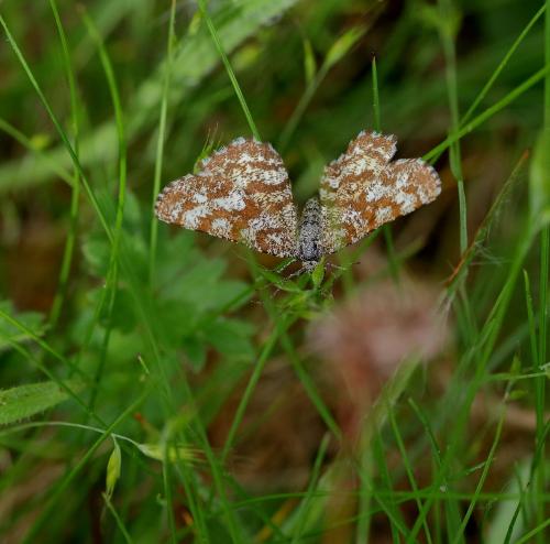 Ematurga atomaria
