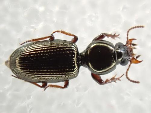 Dyschirius sp.