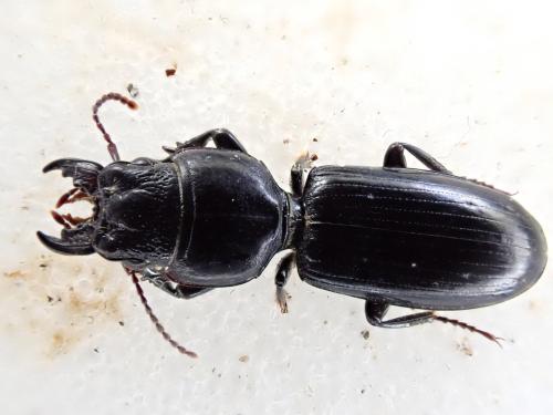 Réf. 358 851 : Distichus planus