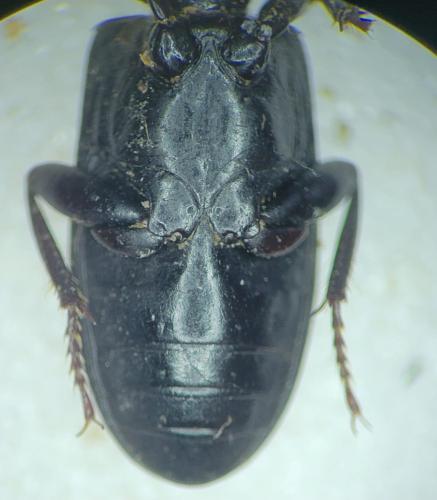 Distichus planus