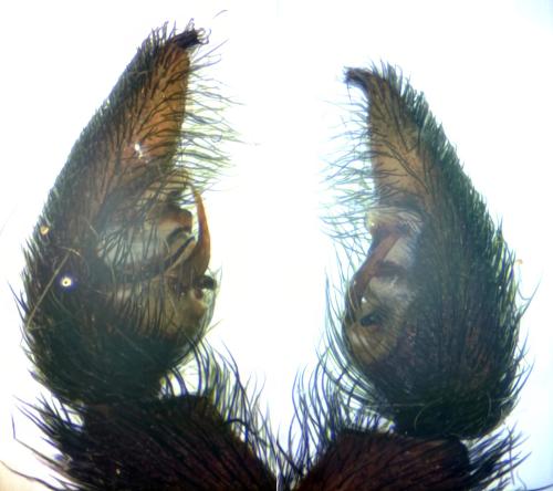 Pardosa prativaga