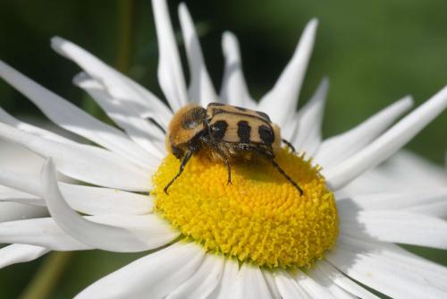 Trichius sp.