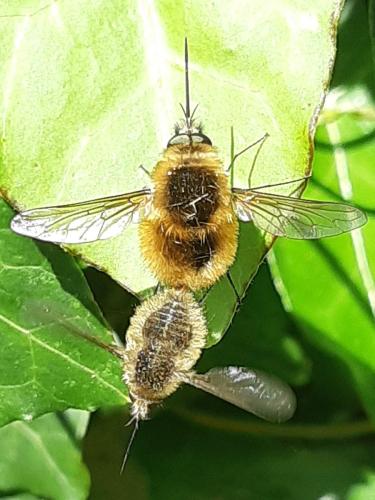 Bombylius sp.