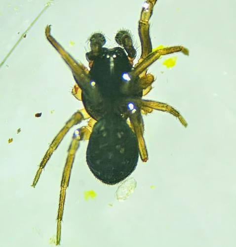 Argenna subnigra