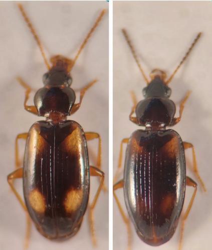 Réf. 358 365 : Tachyura sp.