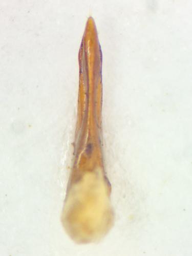 Réf. 358 600 : Quedius picipes