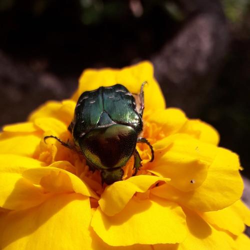 Réf. 358 687 : Cetonia aurata