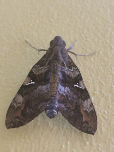 Nephele accentifera