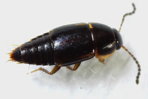 Réf. 358 337 : Tachinus sp.