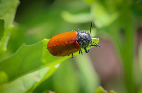 Lachnaia paradoxa