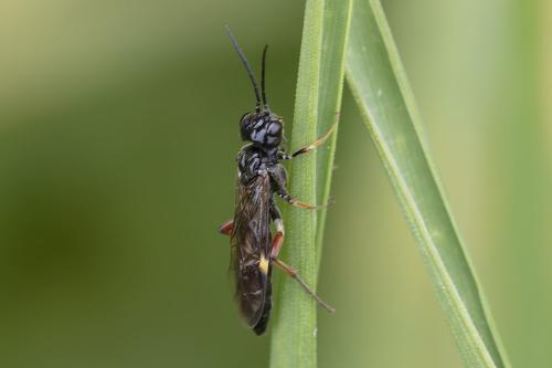 Emphytus melanarius