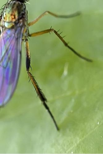 Syntormon sp.