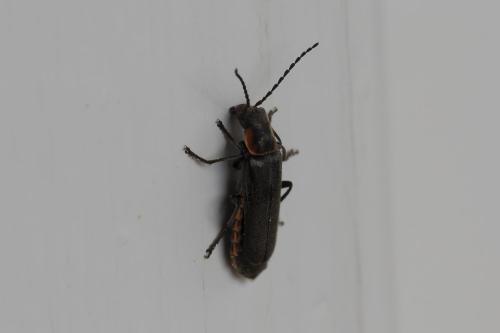 Cantharis sp.