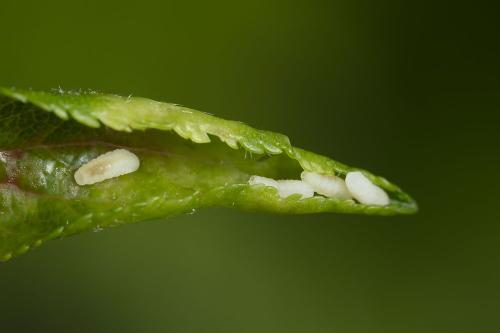 Réf. 358 549 : Dasineura tortrix