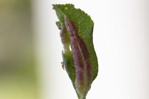 Putoniella pruni