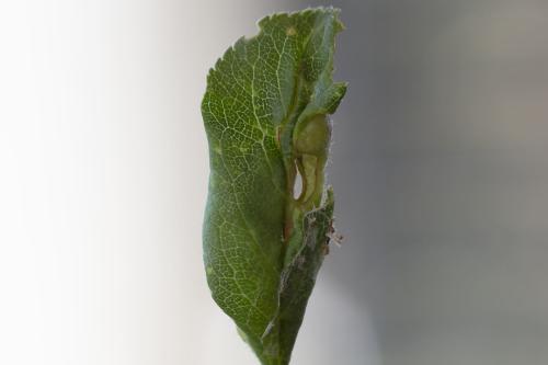 Putoniella pruni