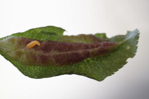Putoniella pruni