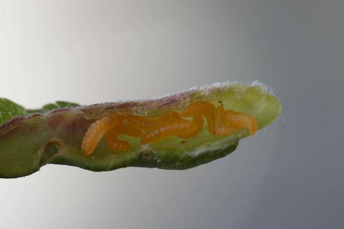 Putoniella pruni