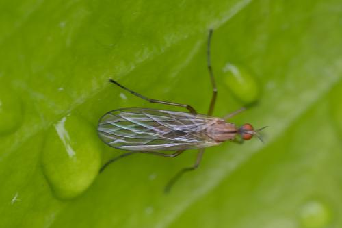 Réf. 358 245 : Empis scutellata