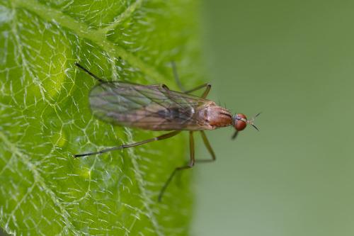 Empis scutellata
