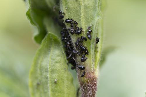 Brachycaudus sp.