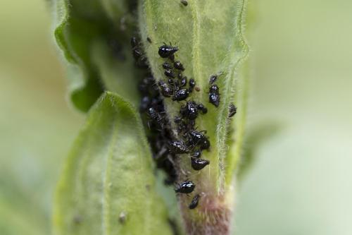 Brachycaudus sp.