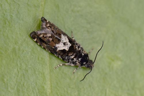 Pammene argyrana