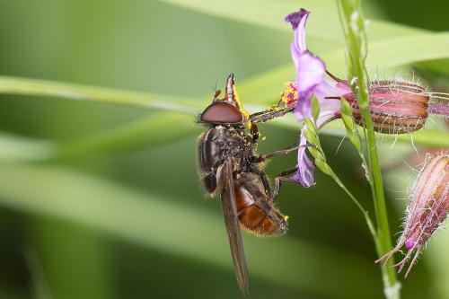 Rhingia campestris