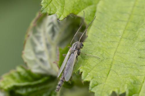 Réf. 358 579 : Glyptodentipes sp.