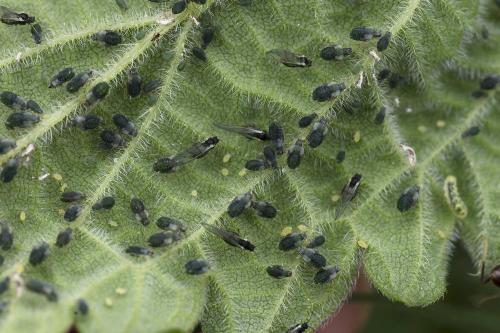 Réf. 358 431 : Aphis urticata