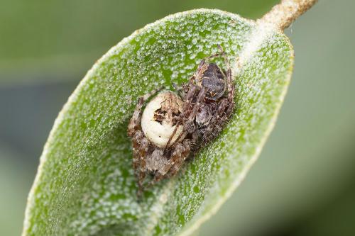 Larinioides patagiatus