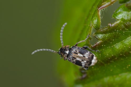 Bruchinae