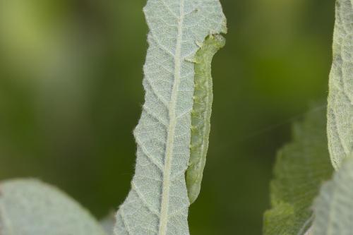 Réf. 358 673 : Euura sp.