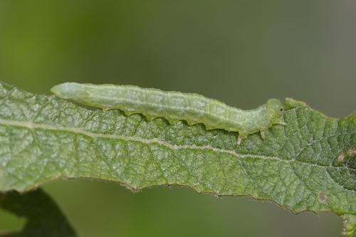 Réf. 358 674 : Euura sp.