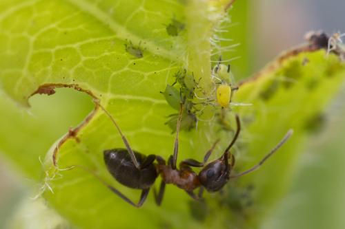 Réf. 358 799 : Aphis spiraecola