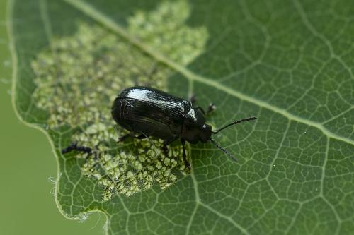 Réf. 358 880 : Phratora sp.
