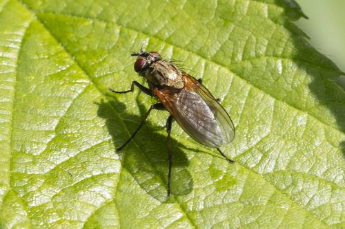 Réf. 358 961 : Hydrophoria lancifer