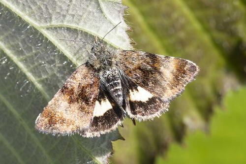 Réf. 358 964 : Panemeria tenebrata
