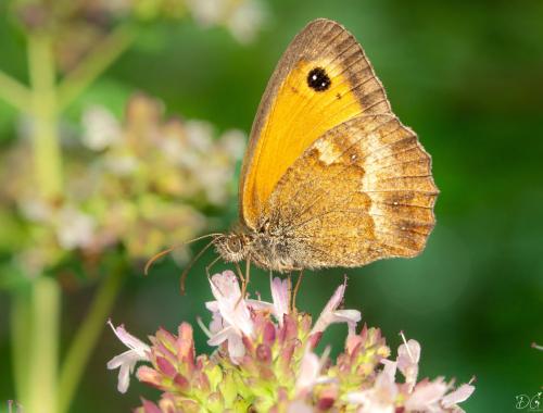 Pyronia tithonus