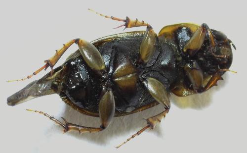 Melinopterus prodromus