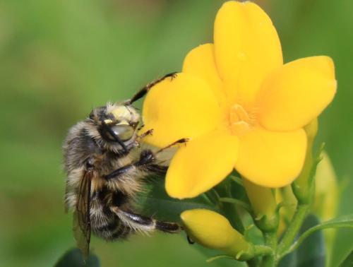 Anthophora crinipes