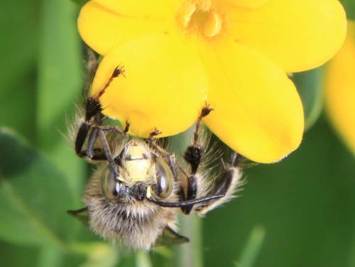 Anthophora crinipes