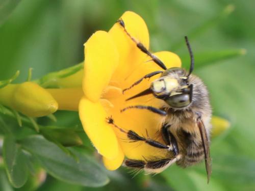 Anthophora crinipes