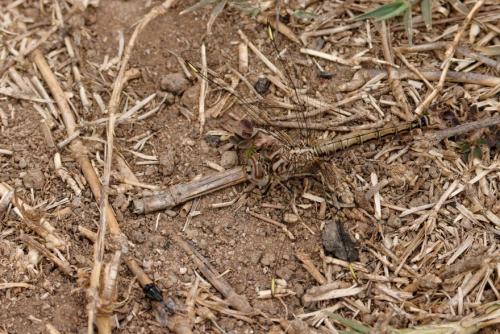 Réf. 358 357 : Brachythemis leucosticta