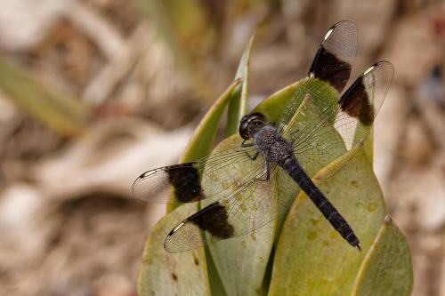 Réf. 358 358 : Brachythemis leucosticta